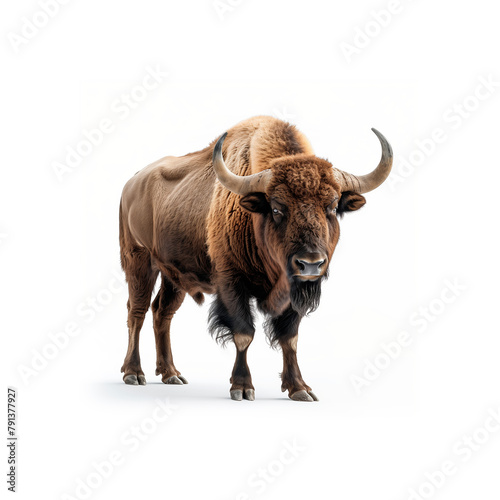 Bison Standing on White Background Looking at Camera. Generative AI © jul_photolover
