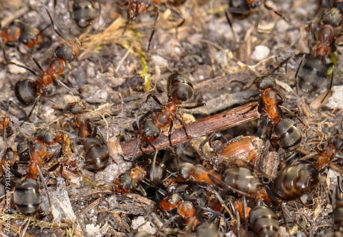 Black ants looking for food © glebantiy