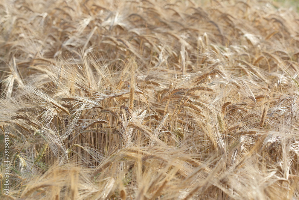 golden wheat field in summer golden wheat field in summer