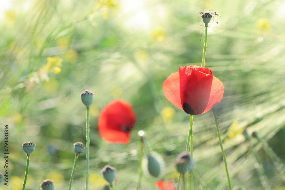 Obraz premium poppies in meadow in spring