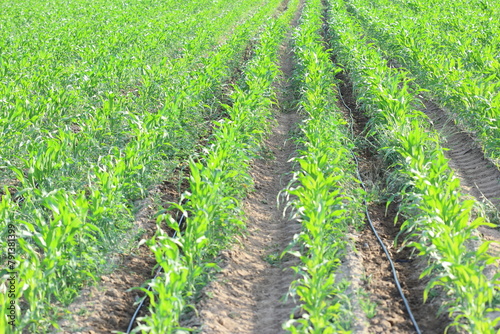 rows of corn plants in field