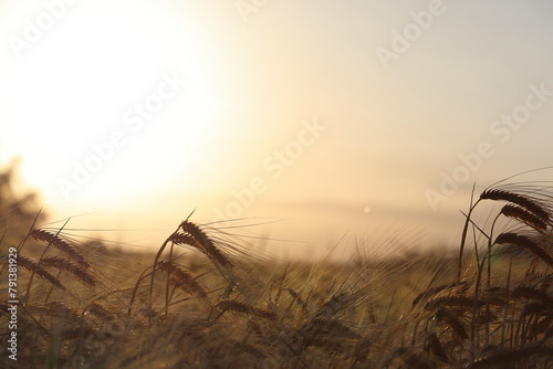 ears of wheat in field at sunset photo