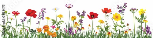 A diverse and vibrant display of meadow flowers isolated on a white background  featuring various species in full bloom  perfect for spring and summer themes.