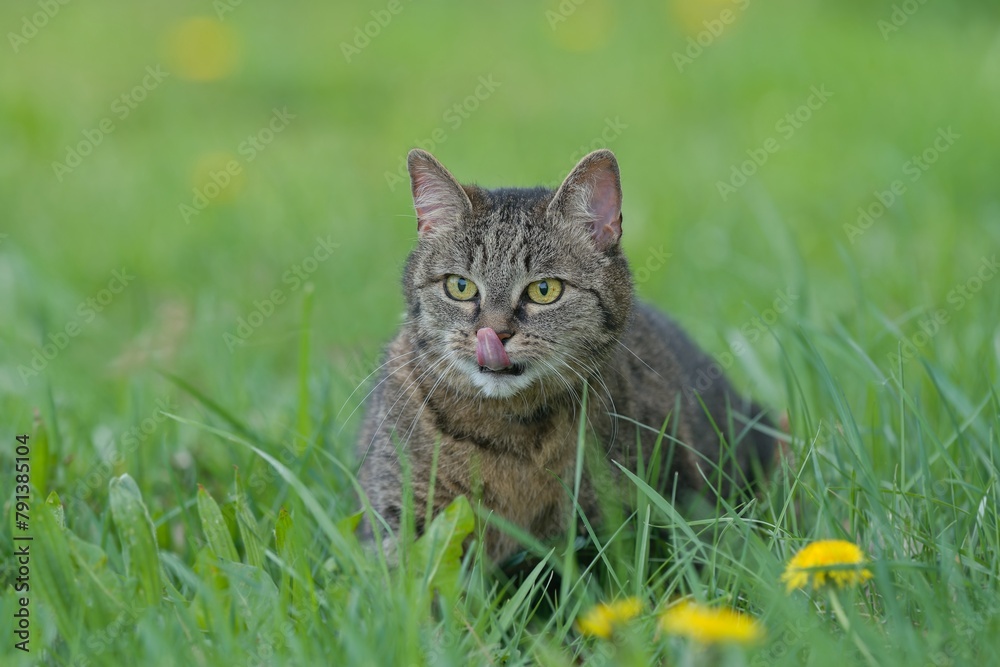 A beautiful tabby cat sits in the grass. 