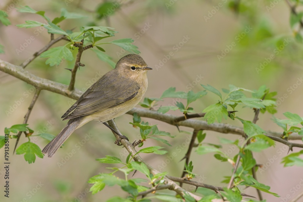 A common chiffchaff (Phylloscopus collybita) sits on a fresh green twig. Spring in the nature. A common chiffchaff (Phylloscopus collybita) sits on a fresh green twig. Spring in the nature.