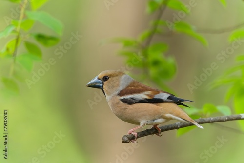Stock Fotografie ID: 2312900357

A male hawfinch sits on a green twig. (Coccothraustes coccothraustes) Wildlife scene from nature.