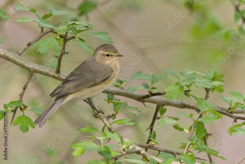 A common chiffchaff (Phylloscopus collybita) sits on a fresh green twig. Spring in the nature. 