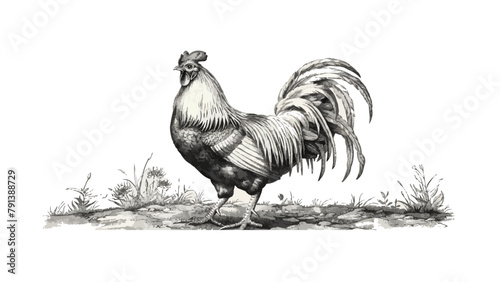 rooster Engraving style. Simple pencil drawing. vector simple illustration