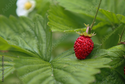 Berries of wild strawberries.