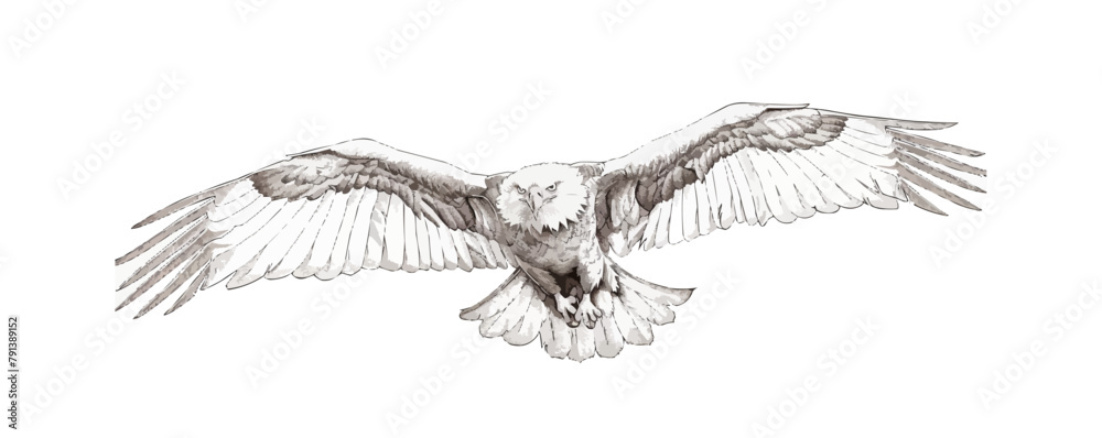 Obraz premium Eagle | Minimalist and Simple Line White background - Vector illustratio
