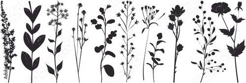 Set of elegant silhouettes of flowers, branches and leaves. Thin hand drawn vector botanical elements photo