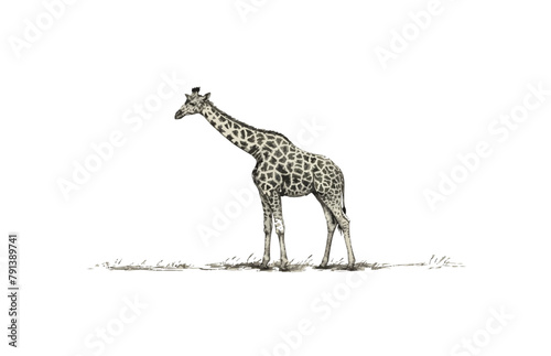 Giraffe standing hand drawn sketch engraving style. vector simple illustration