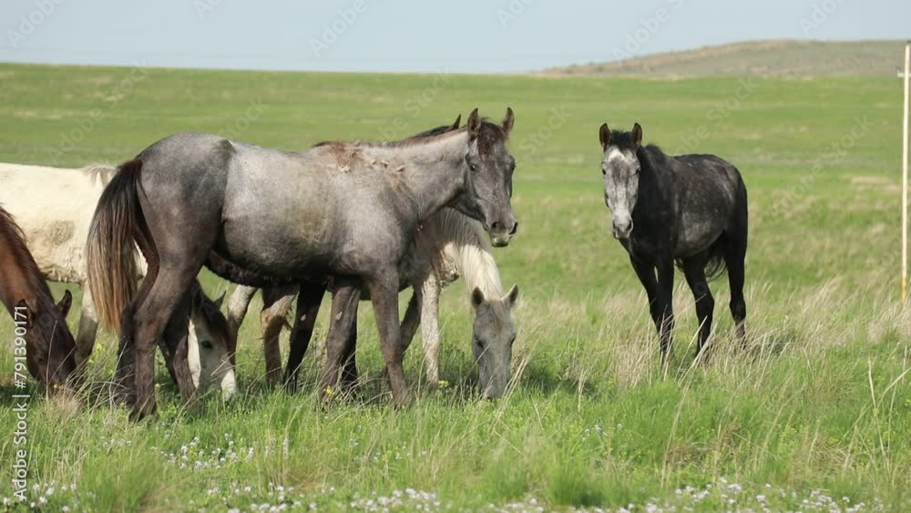 A herd of horses graze on the meadow A herd of horses graze on the meadow