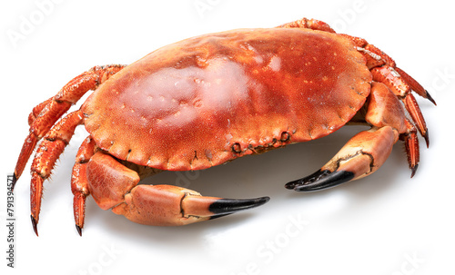 Edible brown cooked crab isolated on white background.
