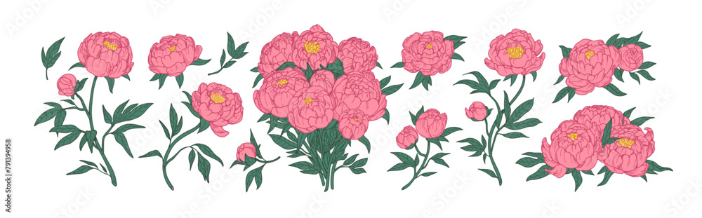 Fototapeta premium Blossomed peony flowers set. Japanese floral buds, plants, gorgeous bouquet. Beautiful Japan blooms in retro style. Realistic botanical hand-drawn vector illustrations set isolated on white background