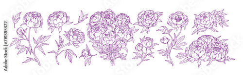 Outlined peony flowers, vintage drawings set. Blossomed floral plants, Japanese blooms, bouquet, retro-style sketches. Botanical engraved hand-drawn vector illustration isolated on white background