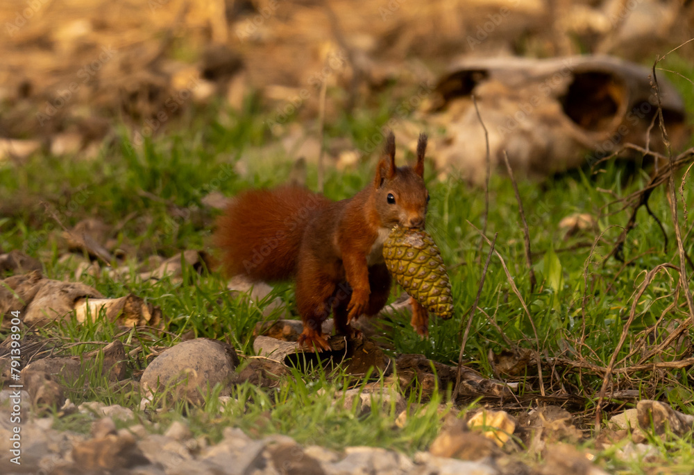 squirrel with the food running 