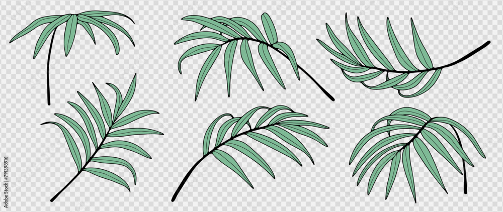 Vector tropical set with green palm branches from different angles isolated on a transparent background. Hand drawn palm branches, outline of palm branches.