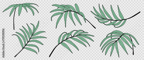 Vector tropical set with green palm branches from different angles isolated on a transparent background. Hand drawn palm branches, outline of palm branches.