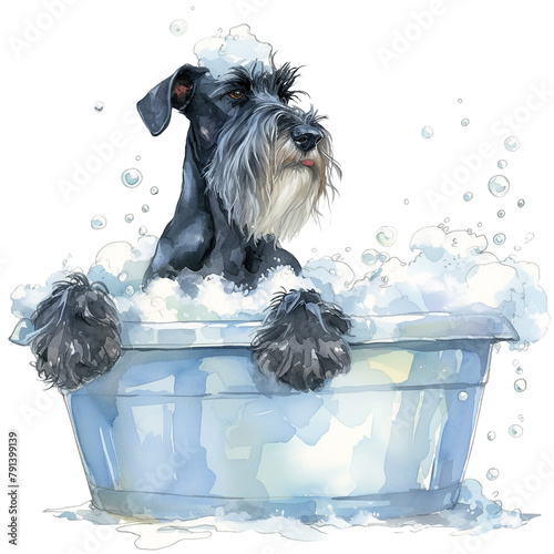 Standard Schnauzer Enjoys Bathing In Watercolor Style