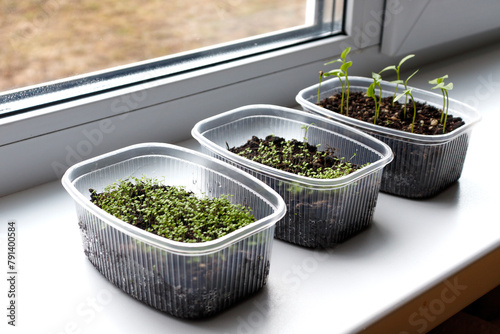 Young seedlings in various containers on the windowsill