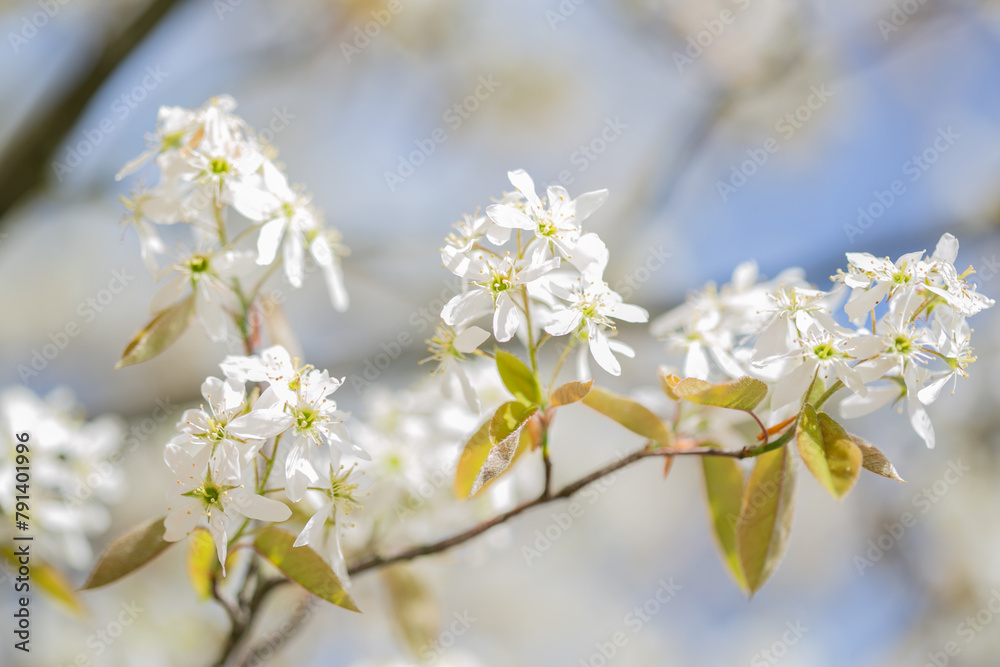 Delicate white blossoms of a rock pear in spring Delicate white blossoms of a rock pear in spring