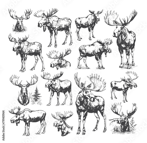 Moose pencil sketch vector set. Horned artiodactyla wild herbivore hoofed northern forest inhabitant animal illustration isolated on white background photo