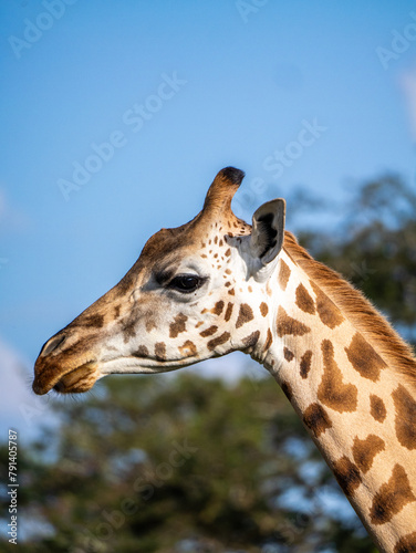 The head of a female giraffe  Giraffa camelopardalis rothschildi  in Mburo National Park in Uganda.