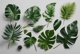 AI generated illustration of lush green fern leaves