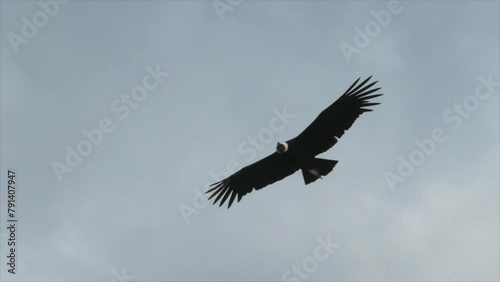 A condor flies in the sky in Patagonia, slow motion. High quality FullHD footage