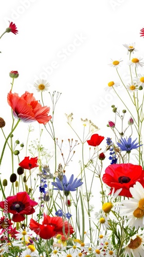 Assortment of Wildflowers Isolated on White Background