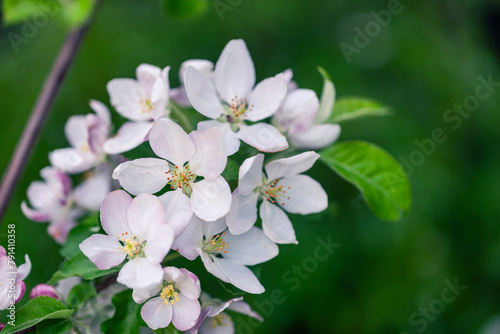 Blooming apple branch with beautiful white flowers in a spring orchard. Apple blossom.