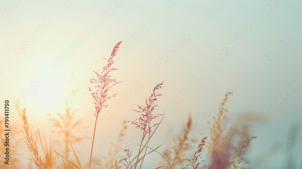 Serene Pastel Sunset with Silhouetted Meadow Grass