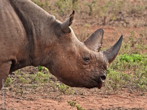 white rhino in the wild