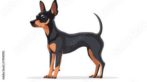English Toy Terrier. Beautiful small dog of toy breed