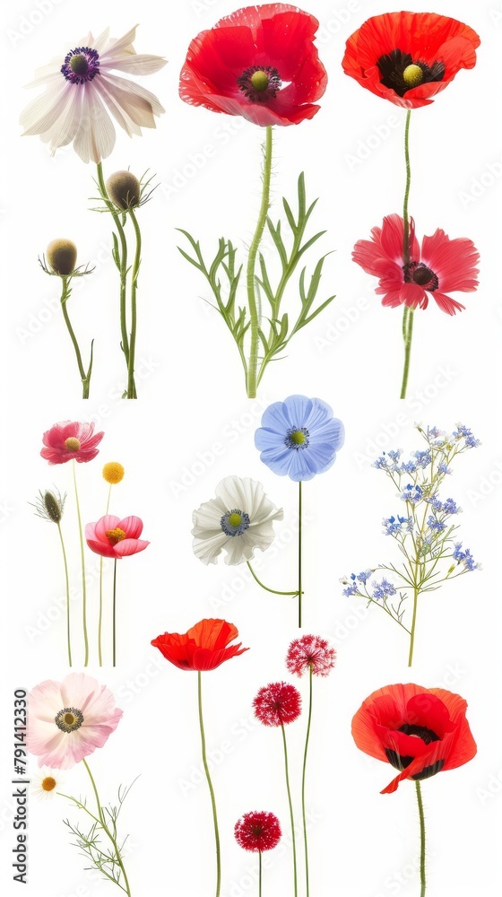 Obraz premium A Vibrant Collection Of Various Colorful Meadow Flowers Arranged on a White Background. Presenting unique shapes and colors, meticulously arranged to highlight their natural beauty.