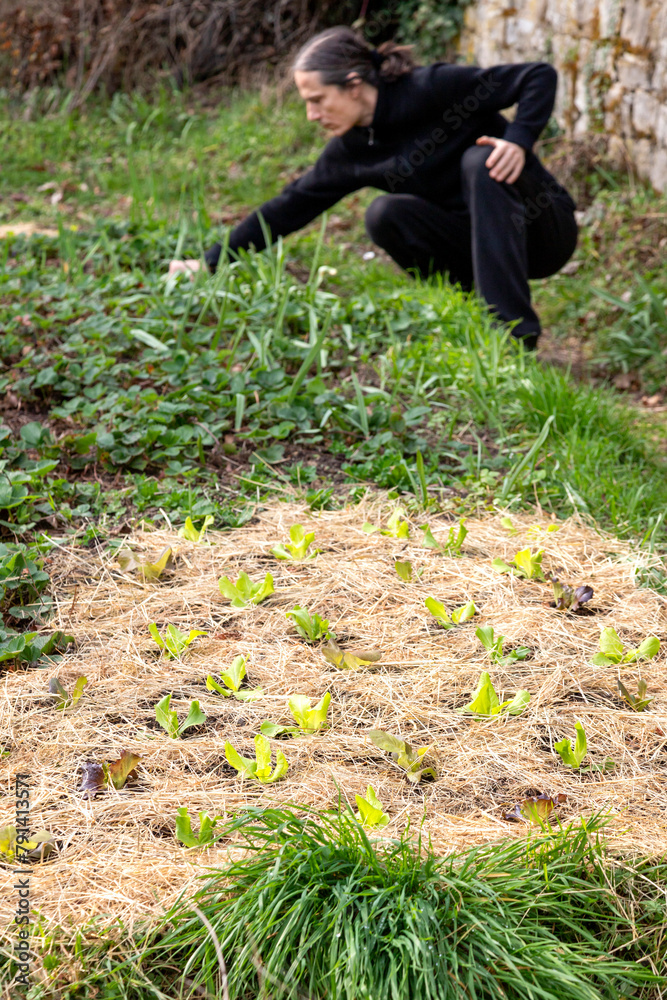 Man planting organic seeds on permaculture bed Man planting organic seeds on permaculture bed