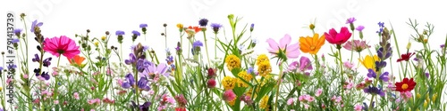 A Vibrant Collection Of Various Colorful Meadow Flowers Arranged on a White Background. Presenting unique shapes and colors  meticulously arranged to highlight their natural beauty.