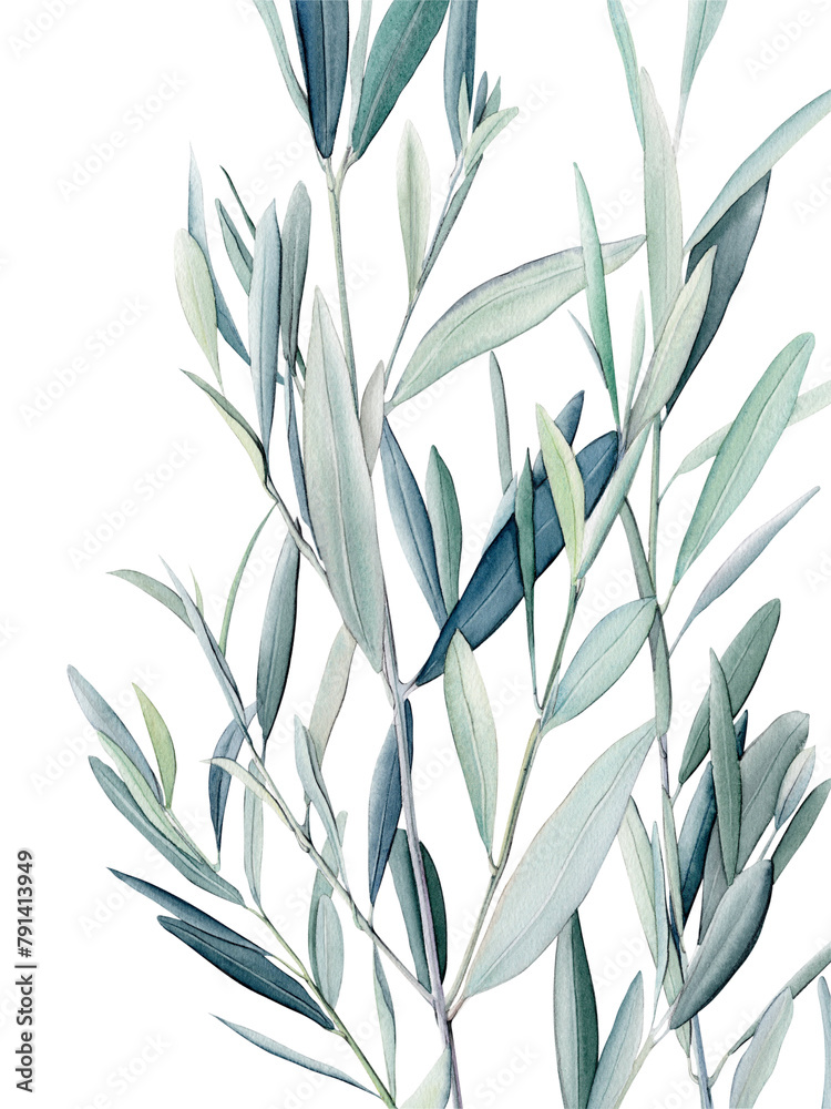 Fototapeta premium Watercolor olive branch, Watercolor olive leaves, Transparent background, Illustration of olive tree branch, Olive leaves branch painting, Peace Symbol, Olive leaves on transparent background
