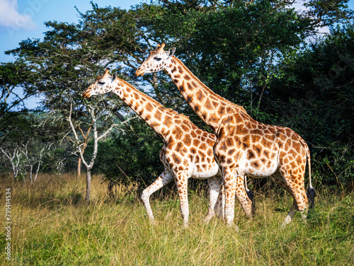 Fototapeta Naklejka Na Ścianę i Meble -  Two female giraffes (Giraffa camelopardalis rothschildi) in Mburo National Park in Uganda.