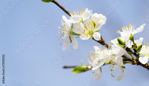 cherry flowers of white color on sky backdrop