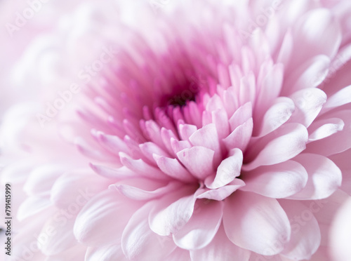 Beautiful purple chrysanthemum bouquet closeup