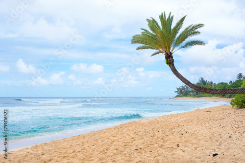 Leaning palm tree over sandy beach in Hawaii