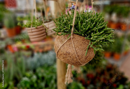 ball of substrate. A tropical plant is planted in the ball to hang from the ceiling down. decorative arrangement originating from Japanese culture. in a flower pot made of natural recyclable fibers photo