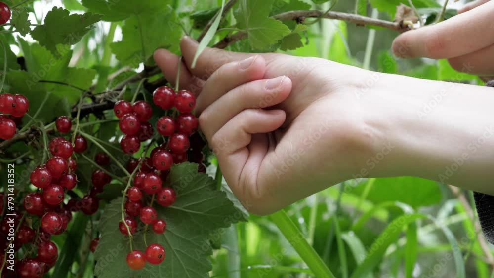 White man's hands harvest red currants. White man's hands harvest red currants.