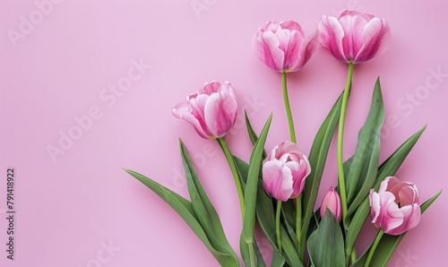 Pink tulips on pink background. Flat lay, top view. Space for text.