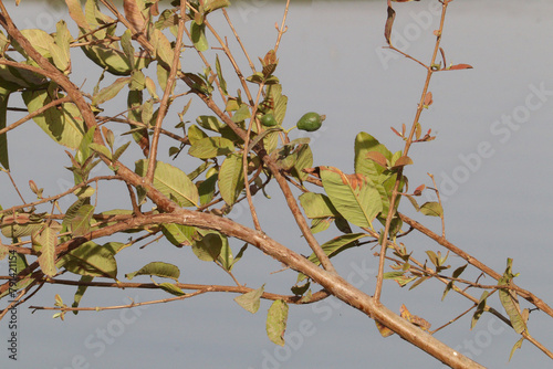 unripe guava fruits on the tree