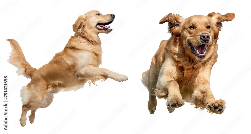 Golden retriever on the white Golden retriever on the white