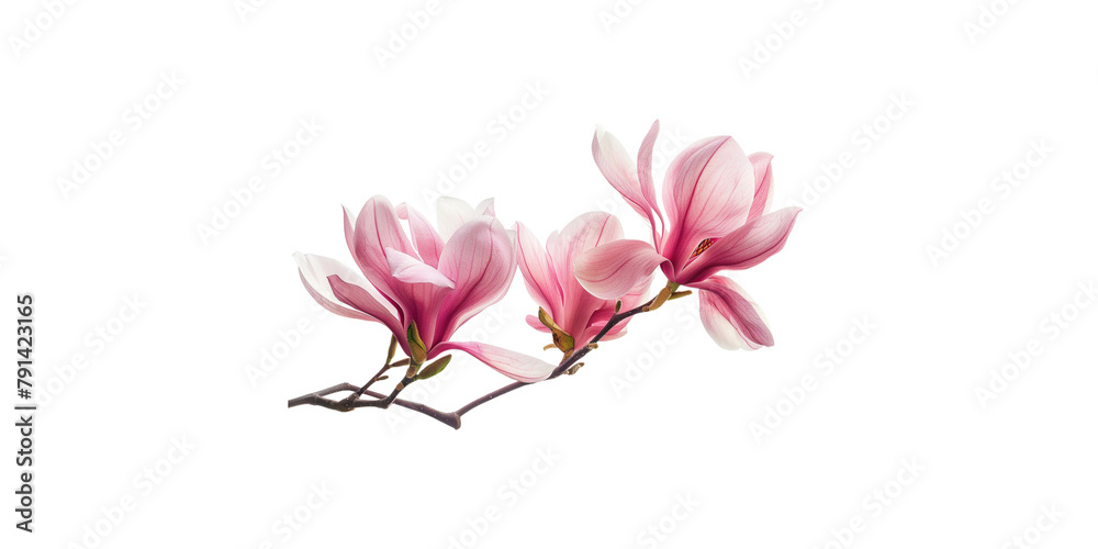 Pink magnolia flowers isolated on a white background