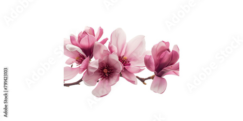 Pink magnolia flowers isolated on a white background